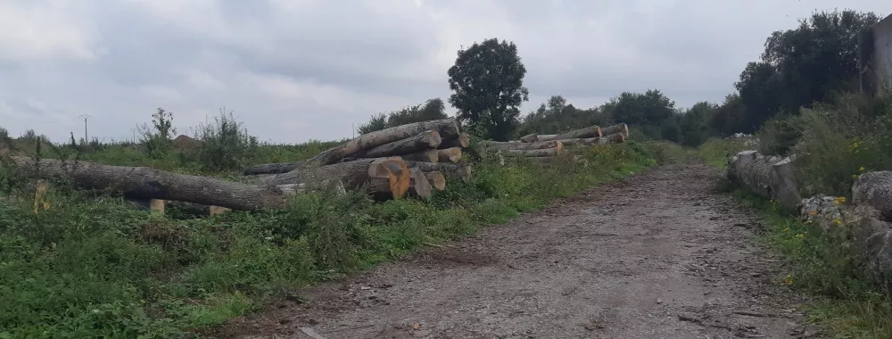 Terrain nu pour stockage de grumes - Commune de CANDAS (80)