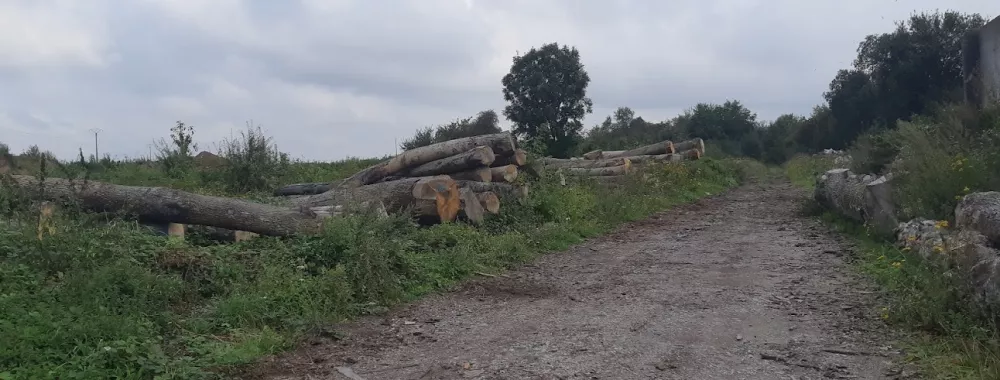 Terrain nu pour stockage de grumes - CANDAS
