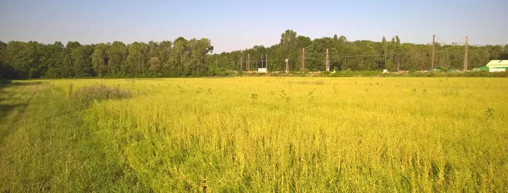 Photographie d'un terrain nu à louer sur la commune de Ladoix-Serrigny